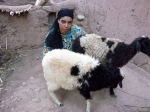 Kpili sme 10 ovc v Maroku
