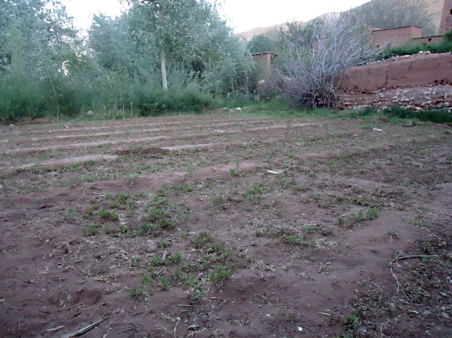 700 mandovch stromov v Agouti